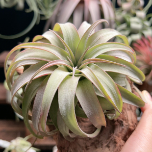 软宽叶 里奥洪都拉斯X橙万汉赠沉木860