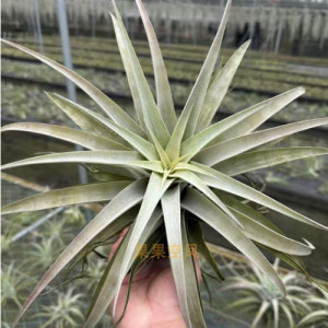 空气凤梨无土植物”银玫瑰“超白宽叶成型会卷叶超美品种绿植包邮