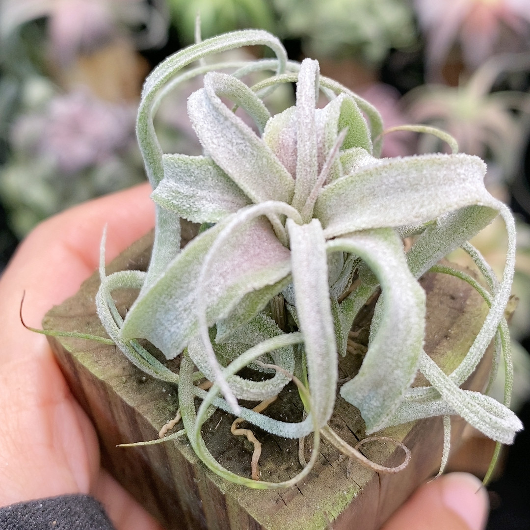厚叶台湾 喷泉卷x小电卷 340