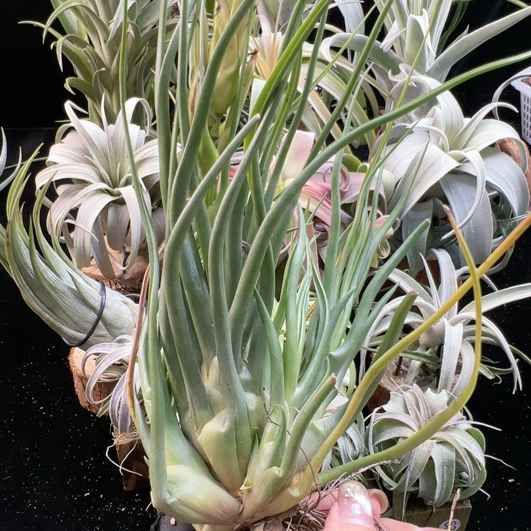 罕见黄花章鱼群生71