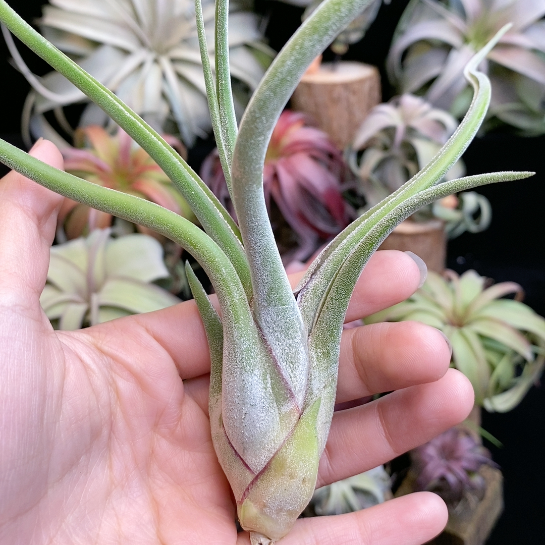 妖娆皮实 美杜莎335