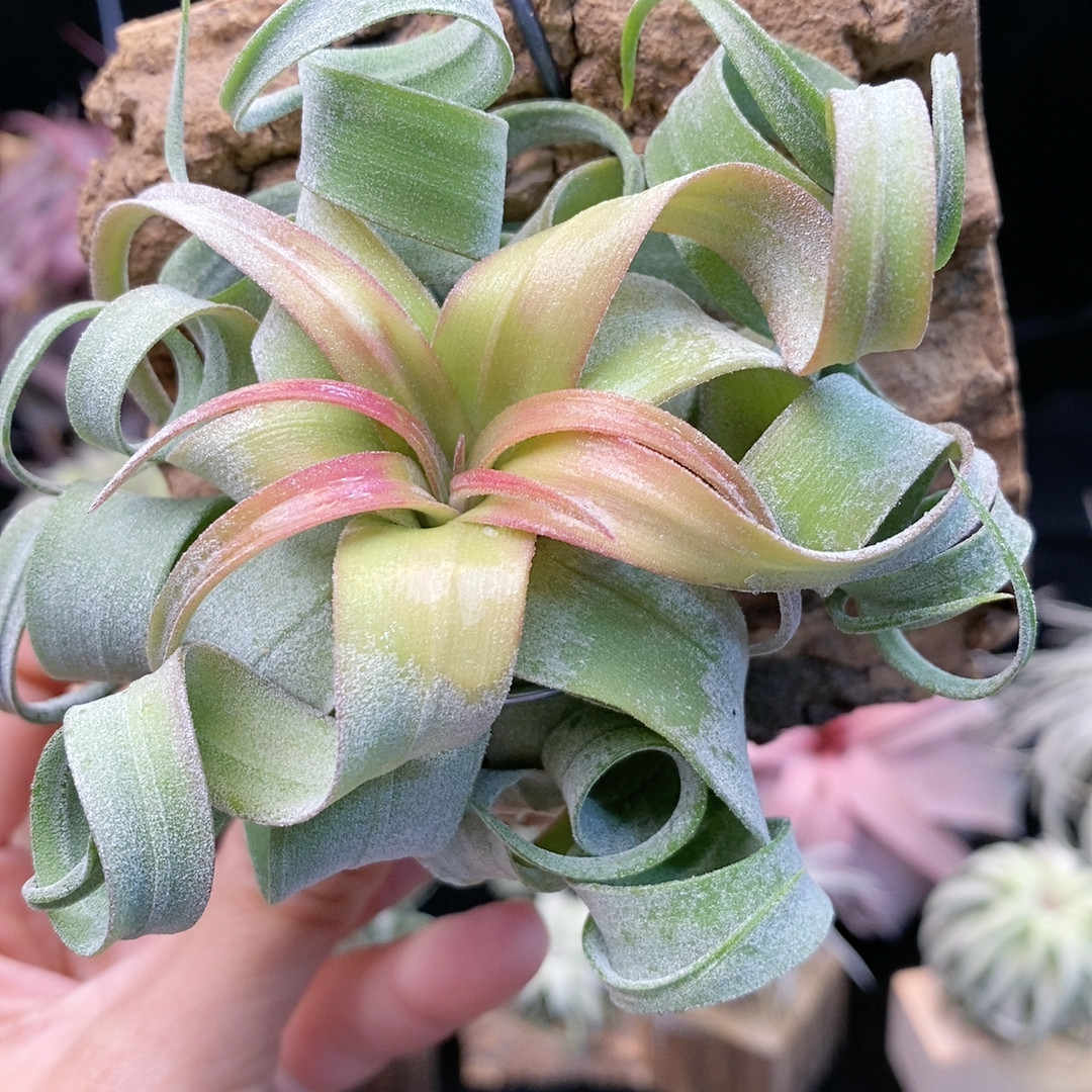 福利 奶油卷 带板326,鲜花速递/花卉仿真/绿植园艺,绿植,淘宝优惠券,粉丝福利购,淘宝优惠卷