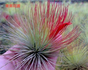 空气凤梨宝石针叶植物观叶