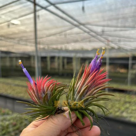 空气凤梨&ldquo;墨西哥精灵&rdquo;比较特别常年带色玩家受欢迎无土植物包邮