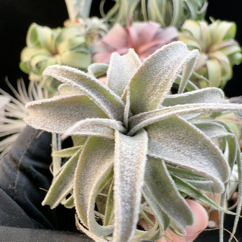 宽叶 台湾 卷河豚xbc24