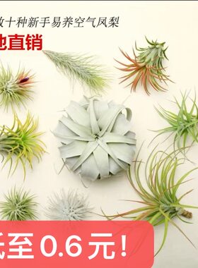 绿植含底座促销款18元空气凤梨