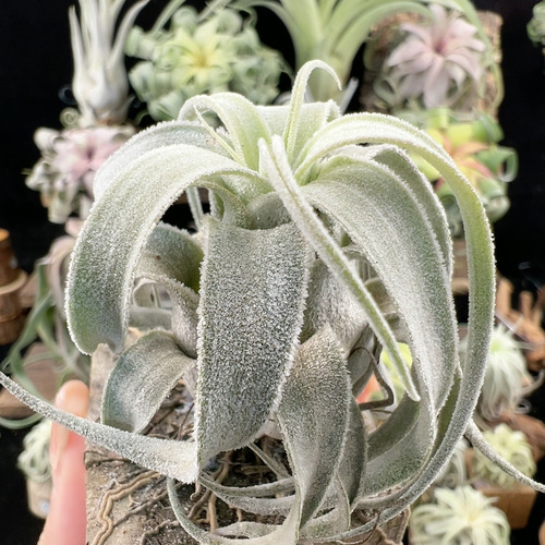 福利 毛绒感 卷河豚x bc 790