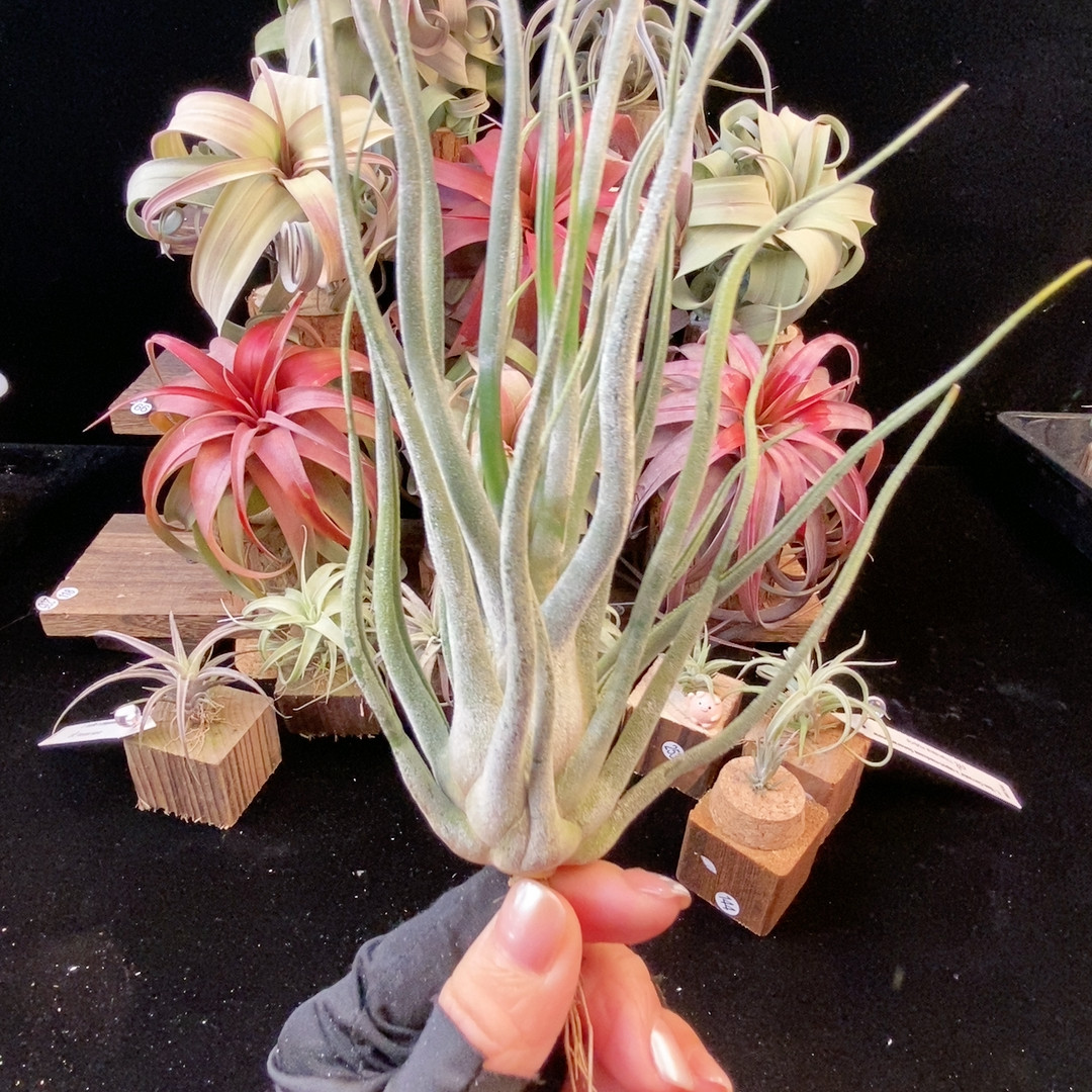 福利价 河豚x章鱼68,鲜花速递/花卉仿真/绿植园艺,绿植,淘宝优惠券,粉丝福利购,淘宝优惠卷