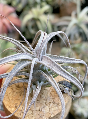 毛绒 河豚x墨卷372