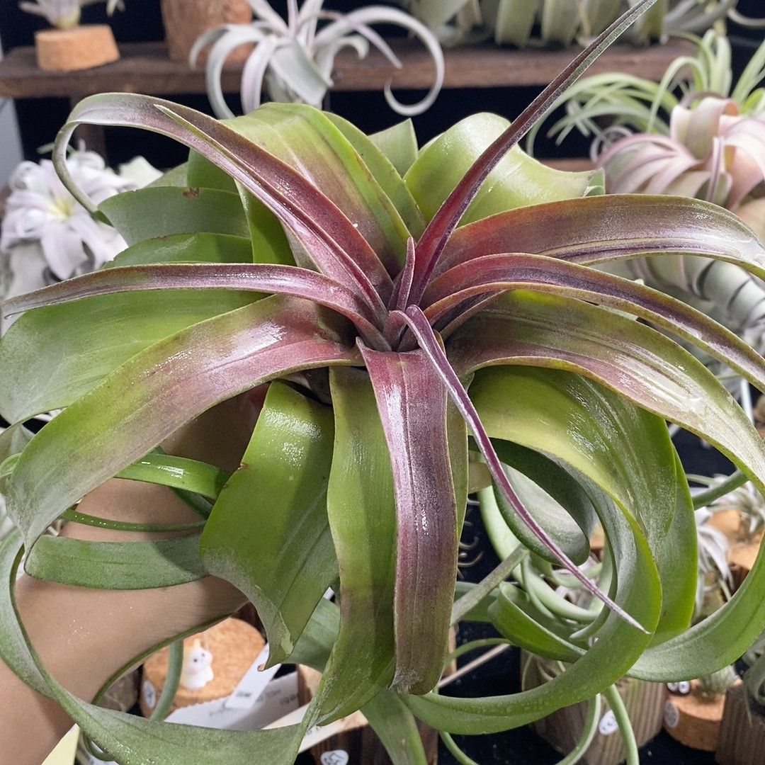 捡漏 紫色长发旋风卷 赠小蛮腰底座566,鲜花速递/花卉仿真/绿植园艺,绿植,淘宝优惠券,粉丝福利购,淘宝优惠卷