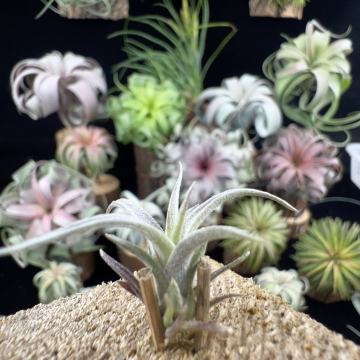 白毛感 鹅x暹罗红宝石743