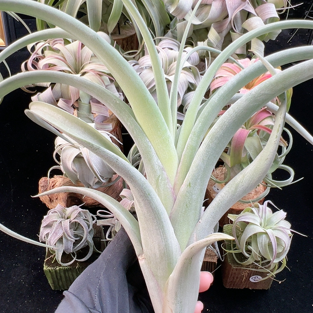 旋风x花中花92