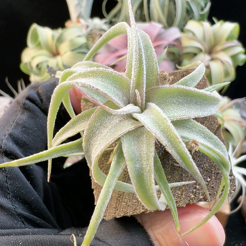 宽叶 台湾 bcxrr18