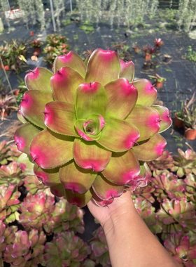 种植直发办公造景积水凤梨