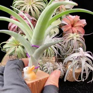 福利价 205 木柄