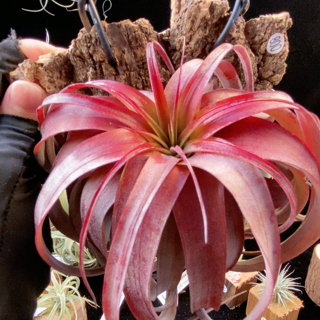 微瑕福利 发色漂亮 爱情结 带板158,鲜花速递/花卉仿真/绿植园艺,绿植,淘宝优惠券,粉丝福利购,淘宝优惠卷