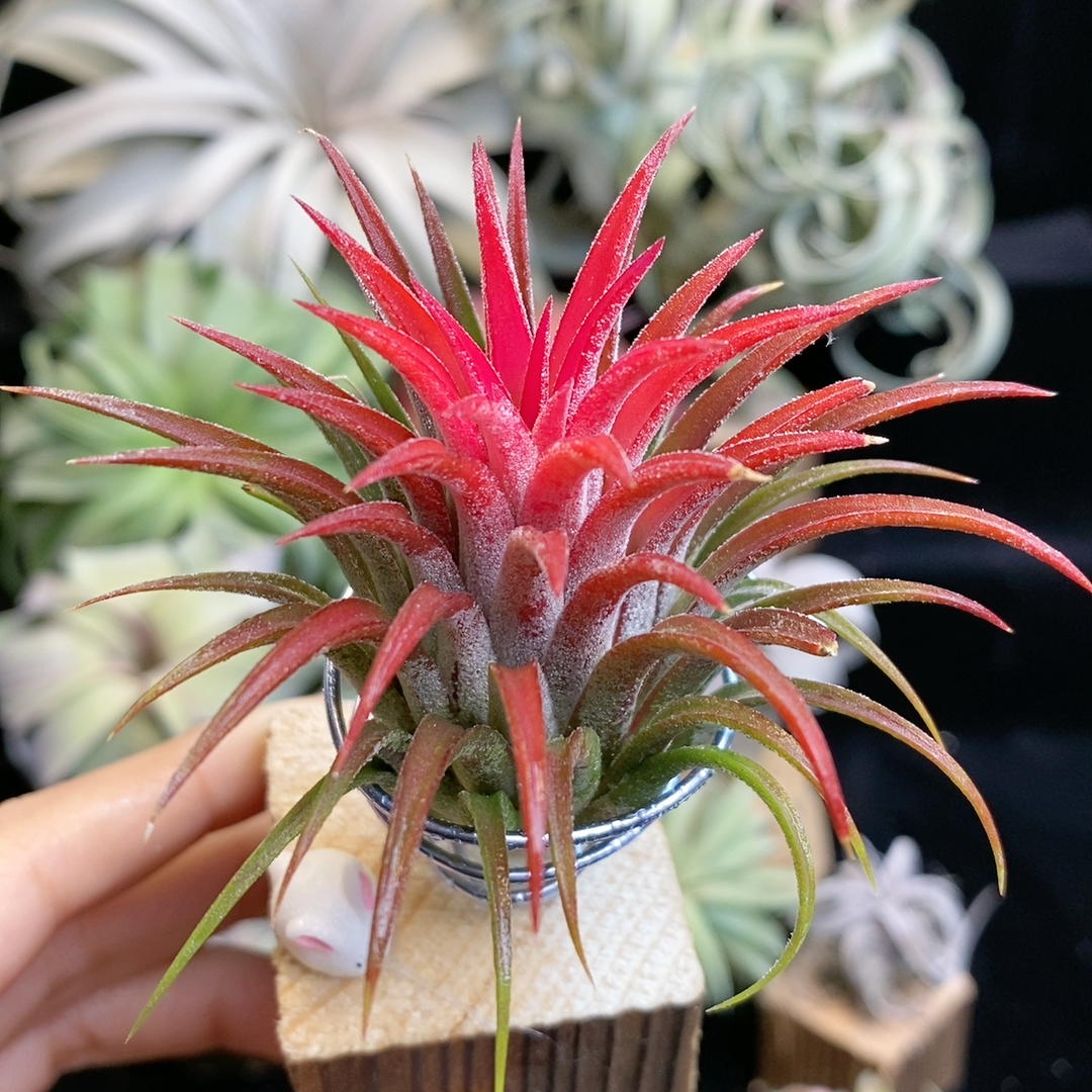 福利价 准花期 薰衣草精灵342