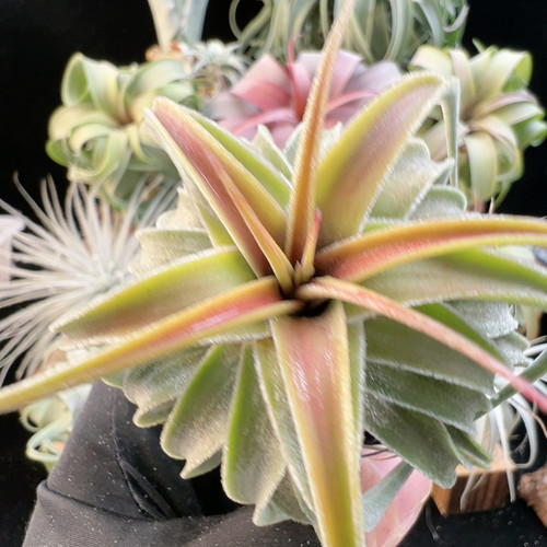 模特 宽叶 台湾 露西x精灵13