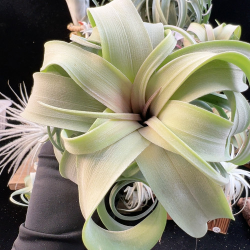 宽叶 鸟岩花卷33