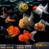 观赏鱼金鱼菠萝头黑泰狮鹤顶红元 宝狮大头狮子头国狮活体冷水淡水