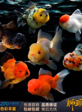 观赏鱼金鱼菠萝头黑泰狮鹤顶红元宝狮大头狮子头国狮活体冷水淡水