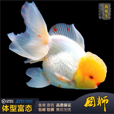 大头金鱼国狮观赏鱼狮子头大型