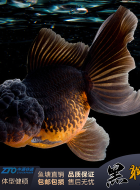 观赏鱼金鱼精品黑泰狮金鱼狮子头泰狮国狮精品金鱼活体冷水淡水鱼