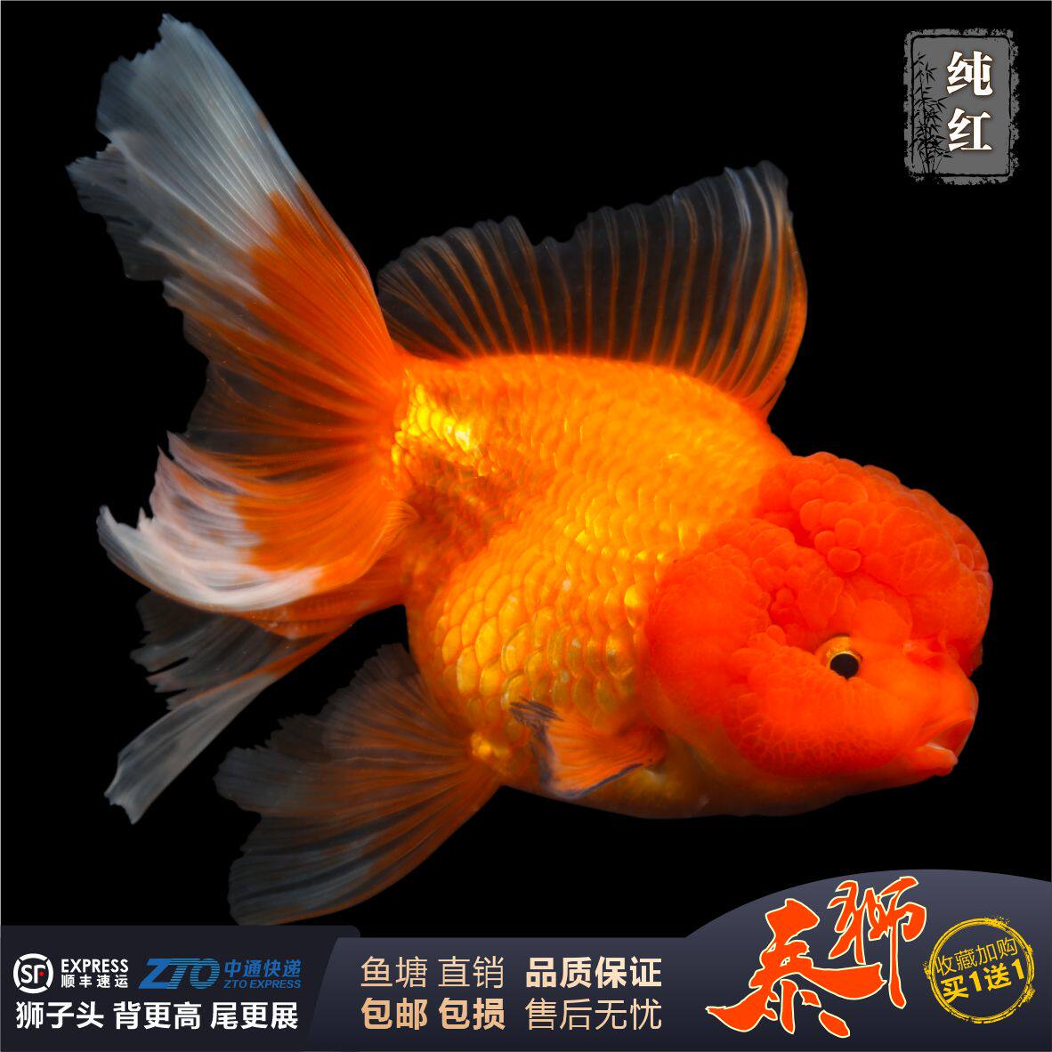 精品泰狮金鱼活鱼小型大型淡水冷水菠萝头红白樱花黑泰狮狮头好养