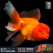 精品泰狮金鱼活鱼小型大型淡水冷水菠萝头红白樱花黑泰狮狮头好养