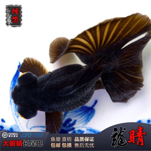 龙睛金鱼观赏鱼活体冷水