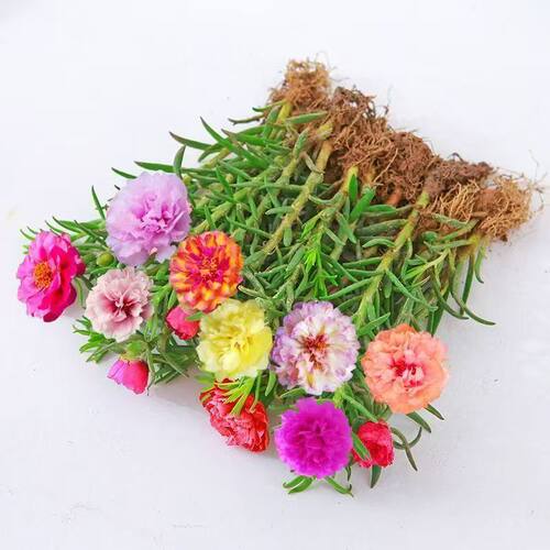 重瓣太阳花带花苞盆栽四季开花