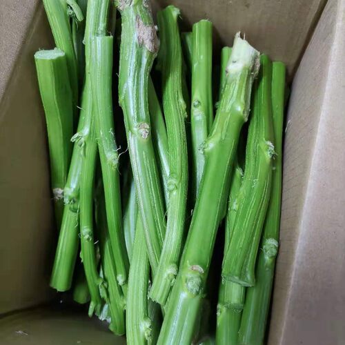 浙江农家汉菜梗  绍兴臭豆腐卤水原料    新鲜苋菜梗