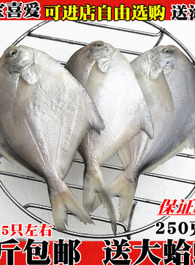 新鲜鲳鱼鲜活野生黑白鲳鱼鲜活大平鱼扁鱼野生海鱼水产连云港海鲜