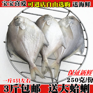 新鲜鲳鱼鲜活野生黑白鲳鱼鲜活大平鱼扁鱼野生海鱼水产连云港海鲜