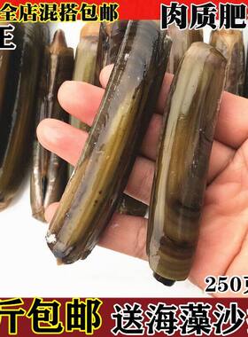 鲜活速冻竹节双头王海水产蛏子
