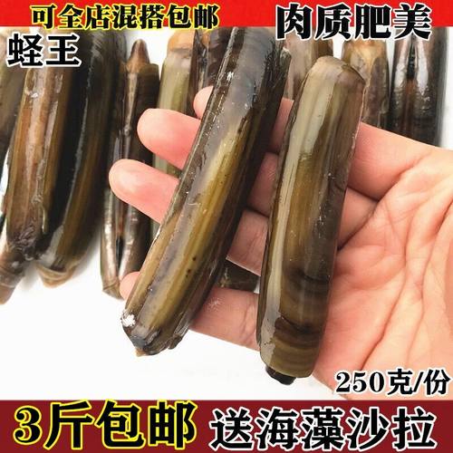 鲜活速冻竹节双头王海水产蛏子