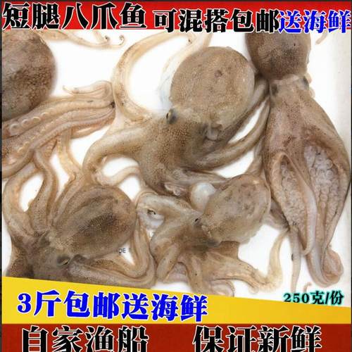水煮八爪鱼鲜活上岸八爪鱼