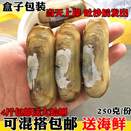 新鲜无沙双头野生海产品鲜活蛏子