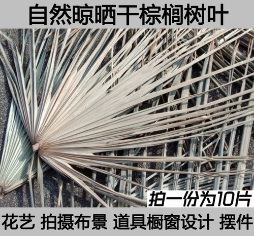 干棕榈树叶晒干棕榈叶