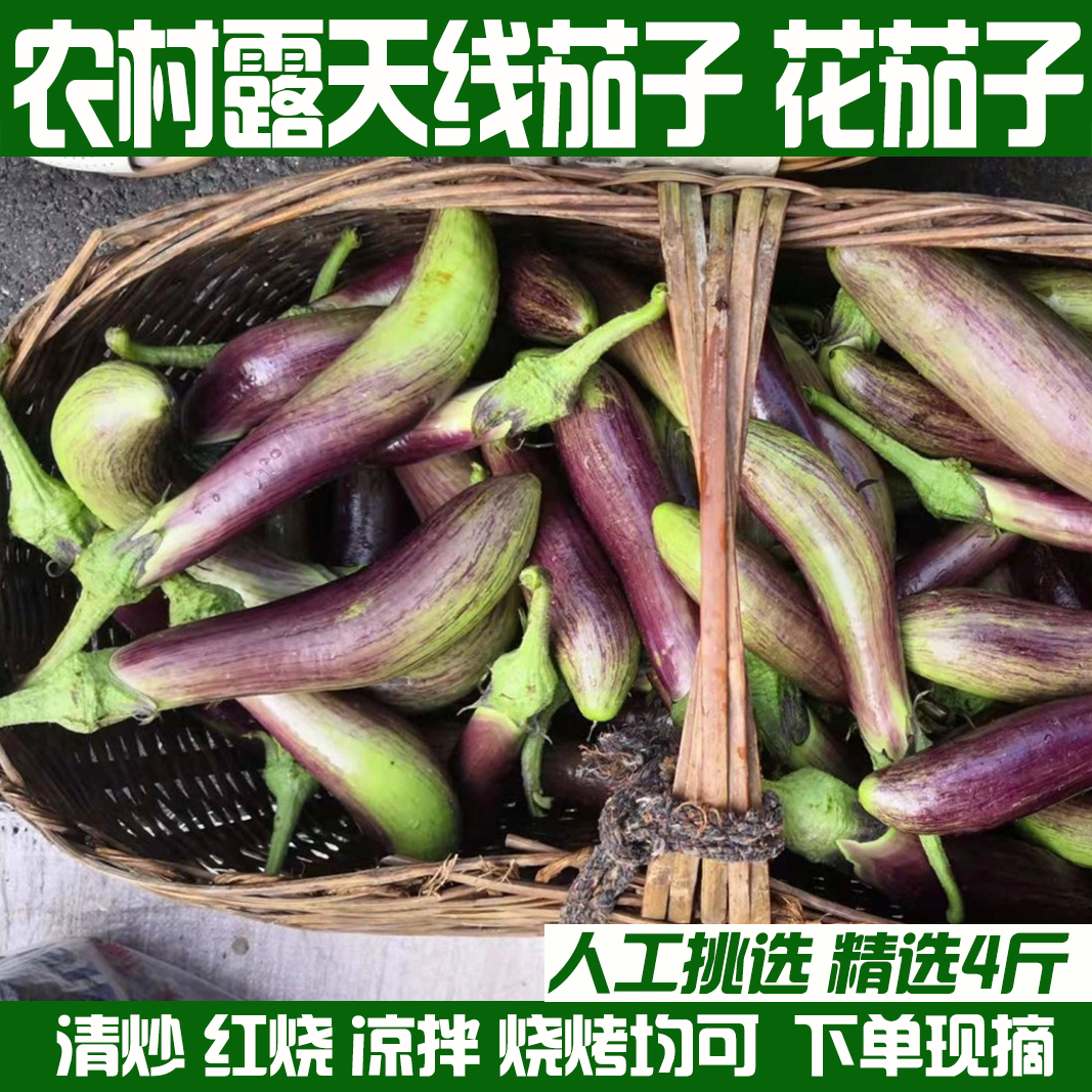 湖北新鲜面包茄子海绵茄烧烤茄农家茄长茄时令蔬菜花茄开锅烂包邮 水产肉类/新鲜蔬果/熟食 茄子 原图主图