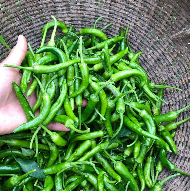 湖北宜昌农村自种蔬菜小土辣椒小青椒现摘辣子薄皮微辣青辣椒包邮