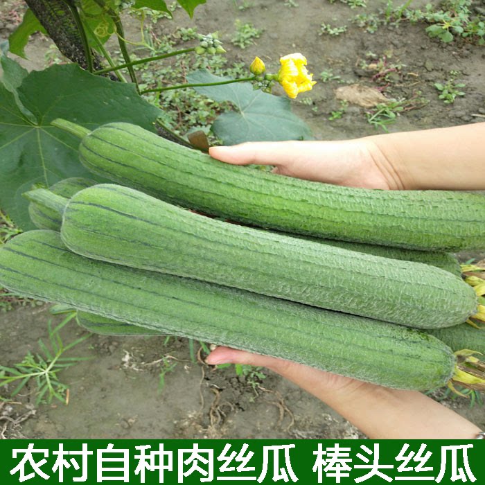 湖北农家自种新鲜蔬菜青丝瓜香丝瓜绿丝瓜短胖肉丝瓜现摘现发包邮