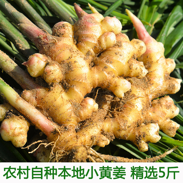 湖北新鲜嫩姜 嫩姜芽 姜芽 鲜姜 仔姜 姜牙泡菜醋泡姜5斤装包邮