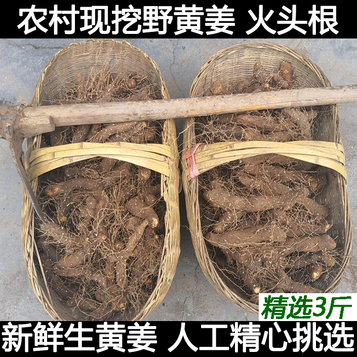 农村土特产野生黄姜 火藤根 野黄姜种盾叶薯蓣 新鲜生火头根3斤装