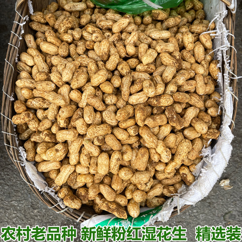 新鲜湿花生现挖带泥鲜花生