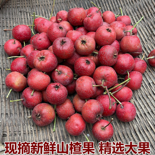 新鲜山楂果5斤山楂新鲜山楂果水果山里红铁山楂冰糖葫芦山楂大果
