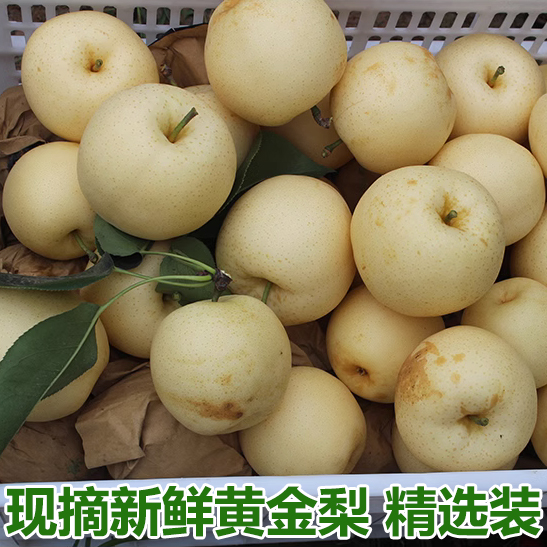 新鲜水果9斤装黄白梨当季脆甜黄金梨香酥蜜梨早雪梨黄皮梨子整箱