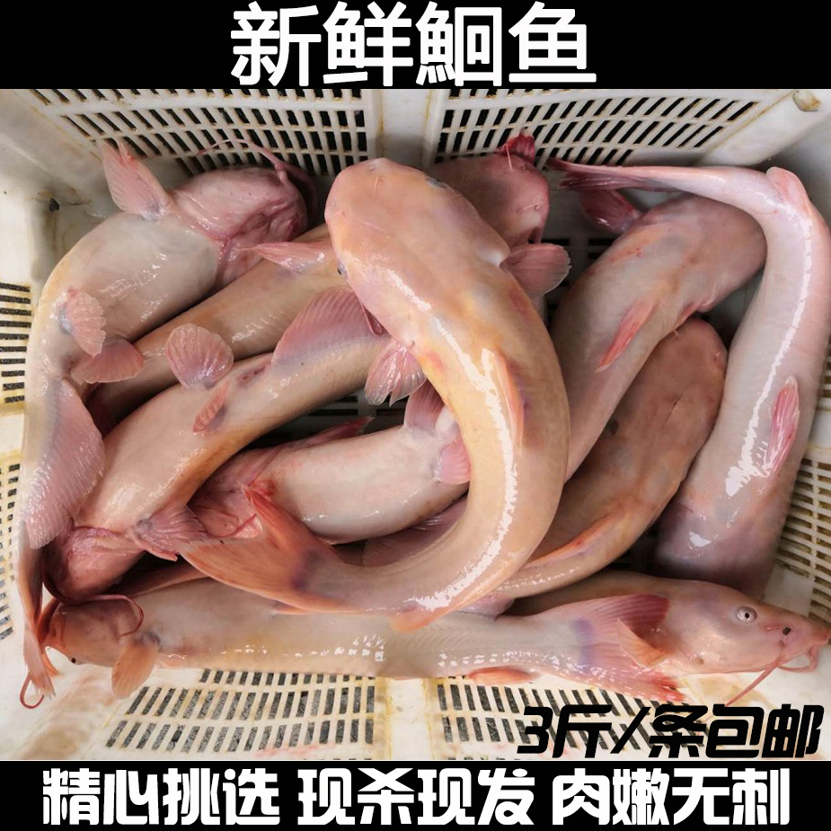 新鲜粉色肥鱼粉红鮰鱼食用肥鱼粉色肥鱼粉红色淡水鱼现杀包邮
