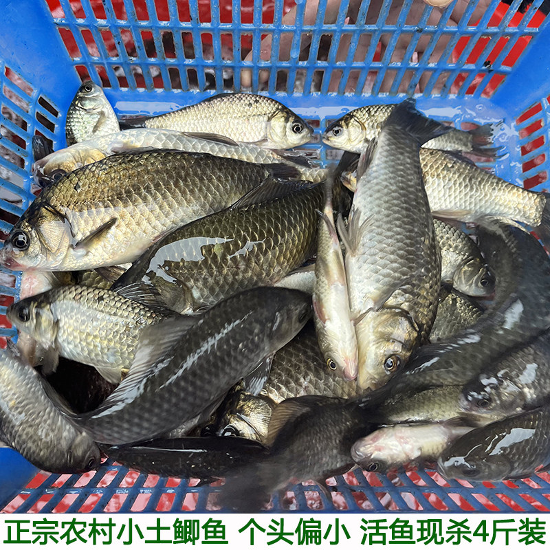 湖北宜昌农村鱼塘自养小鲫鱼