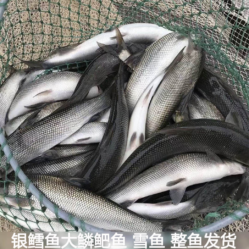 银鳕鱼食用鱼大鳞鲃鱼雪鱼淡水鱼现杀食用养殖鱼酒店食材包邮